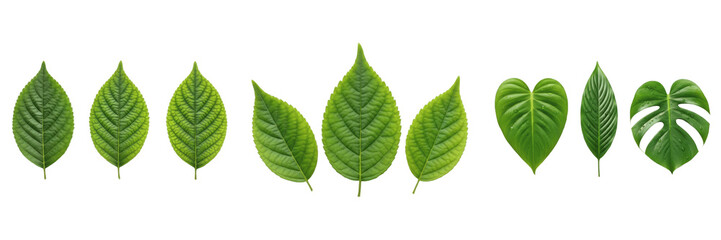 Fototapeta premium Set and collection of fresh organic green deciduous leaves group structure pattern botanical nature design elements isolated on white transparent png background
