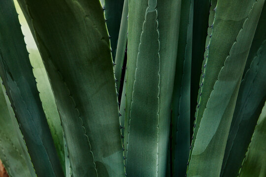 close-up of a green agave plant, highlighting its fleshy, textured leaves.