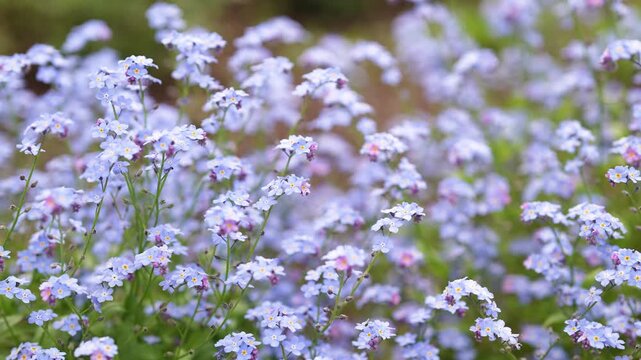 Decorative small blue wild Forget-me-not flowers blooming in spring garden on sunny day, outdoor lawn full of ornamental delicate blossoming Myosotis sylvatica flowers, spring season in nature.
