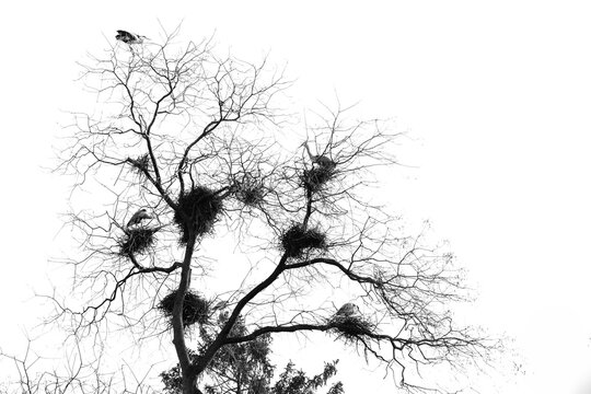 View of several herons nesting in the bare branches of a tall tree against a bright sky in Mulhouse, Grand Est, France.