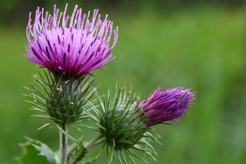 Fototapeta premium Macro shot of a purple milk thistle flower and prickly bud, showcasing sharp details of a medicinal wild plant against a soft blurred green background
