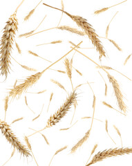 Fototapeta premium Wheat ears flying in air on white background
