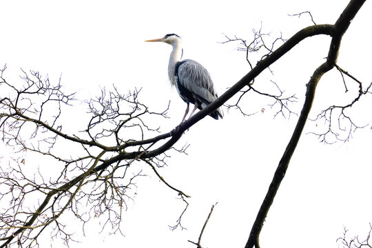 View of a grey heron perched on a bare tree branch against a bright white sky in Mulhouse, Grand Est, France.