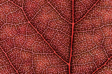 Red Leaf Cellular Vein Macro Texture