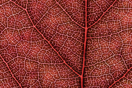 Red Leaf Cellular Vein Macro Texture