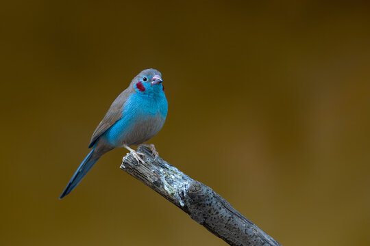 View of a red-cheeked cordon-bleu bird perched on a wooden branch with its vibrant blue feathers and red cheek patches against a dark background in Mulhouse, Grand Est, France.