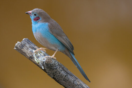 View of a Red-cheeked Cordon-bleu bird perched on a wooden branch with its vibrant blue plumage and red cheek patch against a blurred background in Mulhouse, Grand Est, France.