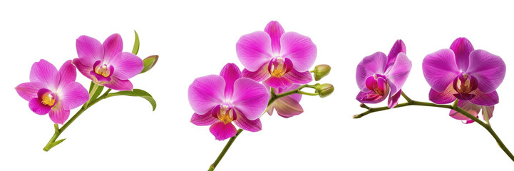 Set of Elegant Pink Orchid Flowers Branch, Isolated on Transparent Background  © Set Guy