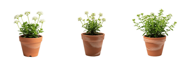 Fototapeta premium Set of Small Green Houseplant Growing in Ceramic Pot, Isolated on Transparent Background 