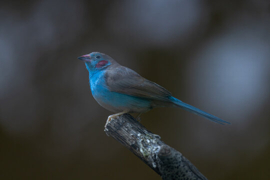 View of a red-cheeked cordon-bleu bird perched on a wooden branch showing its vibrant blue plumage and distinctive red cheek patch Mulhouse, Grand Est, France.