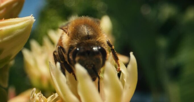 Beautiful bumble bee extracting pollen from yellow flower - closeup, slow motion shot