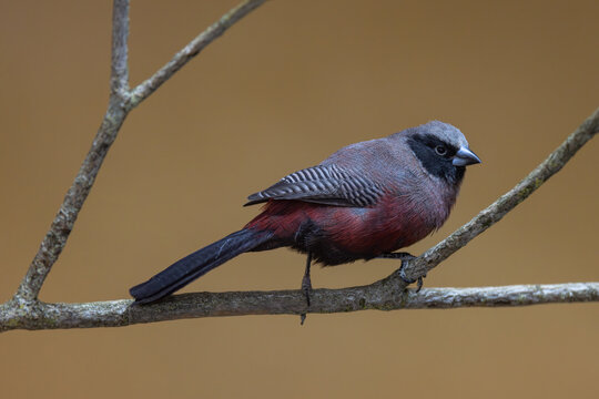 View of a black-faced tanager bird perched on a thin branch against a soft brown background in Mulhouse, Grand Est, France.