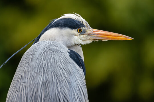 View of a grey heron showing its detailed plumage and sharp beak against a blurred green background Mulhouse, Grand Est, France.