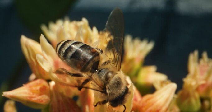 Honey bee crawling across beautiful yellow flower - closeup shot