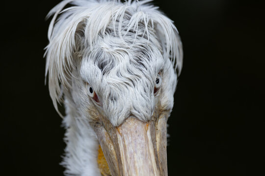 View of a Dalmatian pelican showing its ruffled white feathers and intense gaze against a dark background in Mulhouse, Grand Est, France.