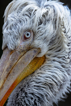 View of a Dalmatian pelican showing detailed white curly feathers and a large beak in a close-up portrait Mulhouse, Grand Est, France.