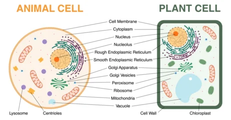 Animal and plant cell structure comparison diagram with labeled organelles. Educational biology infographic showing nucleus, mitochondria, chloroplast, membrane and cellular components. Vector © brichuas