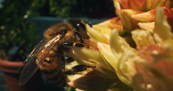 Extreme closeup on beautiful honey bee crawling on yellow flower in slow motion shot