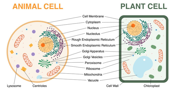 Animal and plant cell structure comparison diagram with labeled organelles. Educational biology infographic showing nucleus, mitochondria, chloroplast, membrane and cellular components. Vector