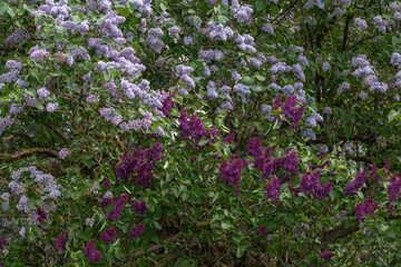 Obraz premium Purple and lavender lilac blossoms fill dense green foliage with layered floral texture and natural spring garden atmosphere in close-up view. Botanical advertising, floral wallpaper