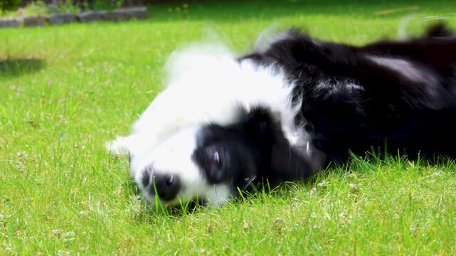 Black and white dog border collie on grass. Dog lies on grass, looking playful. Dog moves closer, tail wagging. Green grass, sunny day. Perfect for playful pet scenes. Cute dog enjoying outdoors