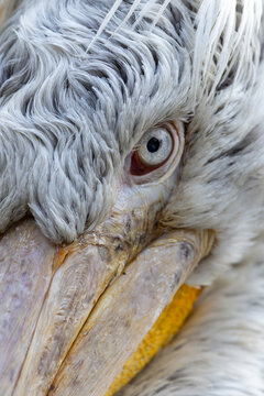 View of the detailed head and eye of a Dalmatian pelican with textured grey feathers and a yellow beak in Mulhouse, Grand Est, France.