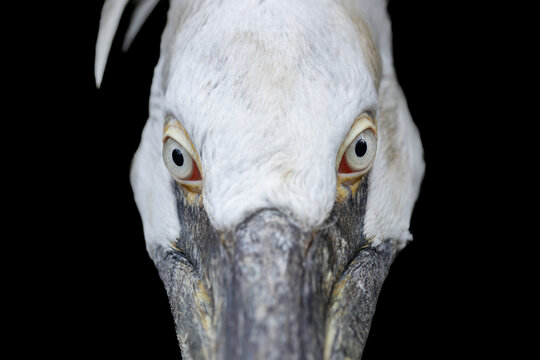 View of an extreme close-up of a pelican's head and eyes against a solid black background in Mulhouse, Grand Est, France.