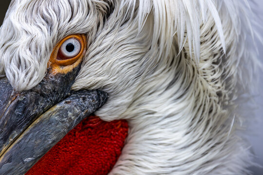 View of a Dalmatian pelican showing its detailed eye, white plumage, and vibrant red pouch in Mulhouse, Grand Est, France.