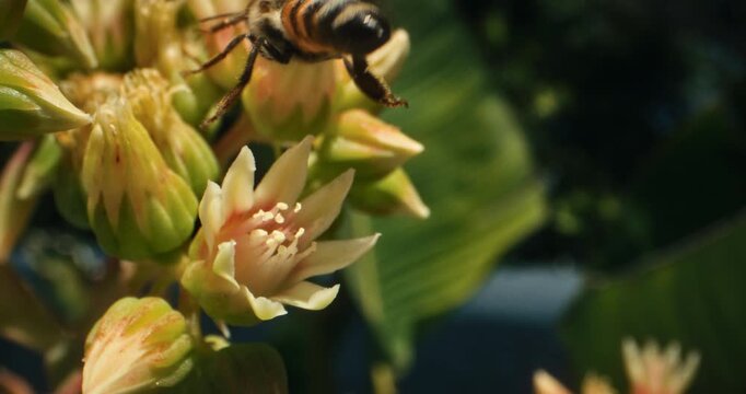 Honey bee buzzing around gorgeous yellow flowers - closeup, slow motion shot