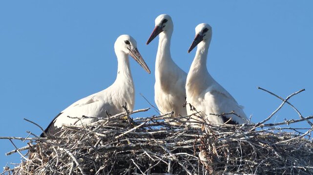 Stork chicks are waiting for adult birds to return to the nest.
In search of food, adult birds fly to swamps and meadows.
