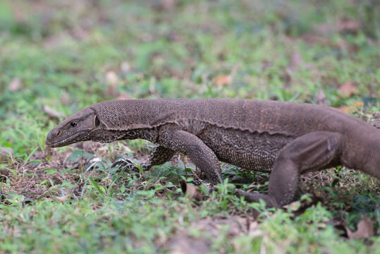 Srilankan water monitor, varan lizard, reptile