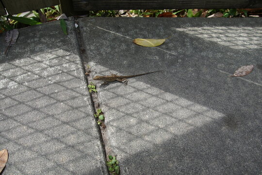 lizard, reptile,  ellie schiller homosassa springs wildlife state park, animal sanctuary, florida, homossasa, April 2026, animals,
