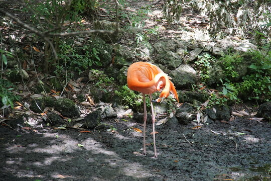 flamingos, ellie schiller homosassa springs wildlife state park, animal sanctuary, florida, homossasa, April 2026, animals,