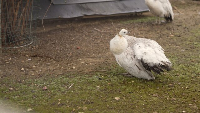 White peahen standing on green mossy ground in natural setting