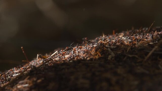 Sunlight shining over a colony of red wood ants in the forest