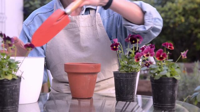 Woman planting red flowers in clay pots. Real time video. 