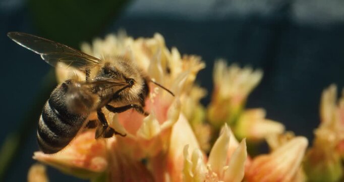 Honey bee crawling on beautiful yellow flower - closeup shot