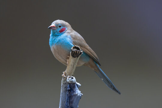 View of a red-cheeked cordon-bleu bird with vibrant blue feathers and a red cheek patch perched on a dry branch against a dark background in Mulhouse, Grand Est, France.
