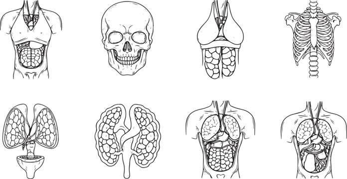 Medical line art icons set, human anatomy skull, lungs, ribcage, and torso diagram vector schematics on white background
