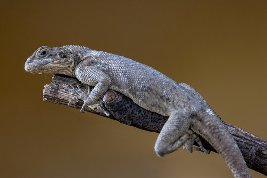 View of a lizard with scaly skin and sharp claws resting on a wooden branch against a soft brown background in Mulhouse, Grand Est, France.