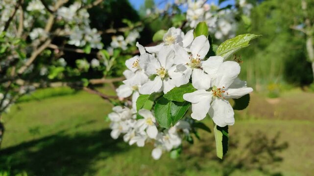 Apple tree in bloom №1