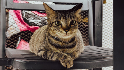 Cat on the chair © Dian