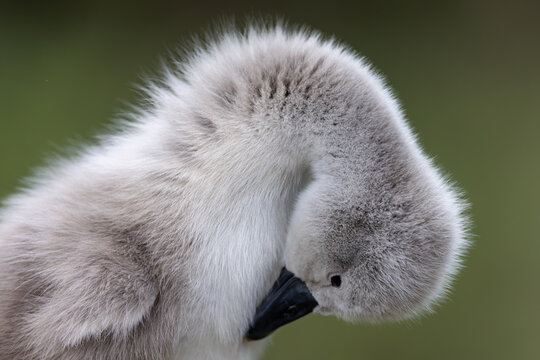 View of a fluffy grey cygnet preening its soft feathers against a blurred green background in Mulhouse, Grand Est, France.