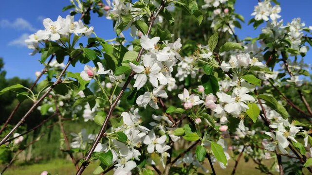 Apple tree in bloom №2
