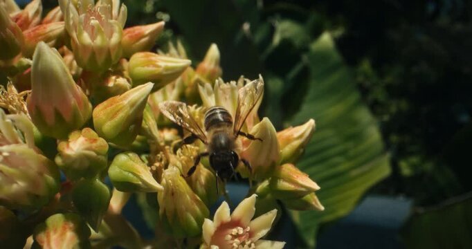 Honey bee crawling across pretty blooming flowers - closeup