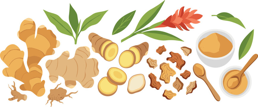 Flat Style Fresh Ginger Root Slices Dried Pieces Powder Leaves and Red Flower Arrangement Vector Illustration Set
