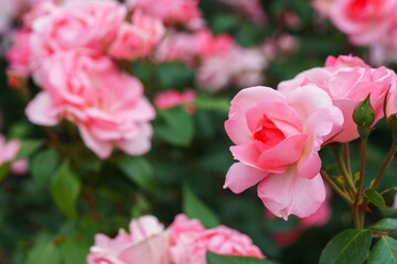 Fototapeta premium Close up, macro of pastel pink rose in full bloom growing in summer garden. Romantic floral background with natural light, decorative and green foliage. Spring and nature, gardening, plant breeding.