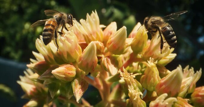 Couple of bees crawling across blooming yellow flowers - closeup shot