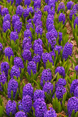 Fototapeta premium Dense field of blooming purple hyacinths, Hyacinthus orientalis flowers with green leaves in spring garden, vibrant floral background with selective focus. Gardening, plant breeding, spring flowers