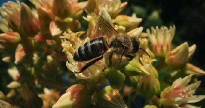 Slow motion shot of lone bee crawling across blooming yellow flowers - closeup shot